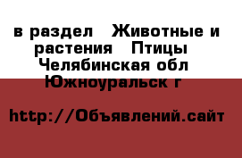  в раздел : Животные и растения » Птицы . Челябинская обл.,Южноуральск г.